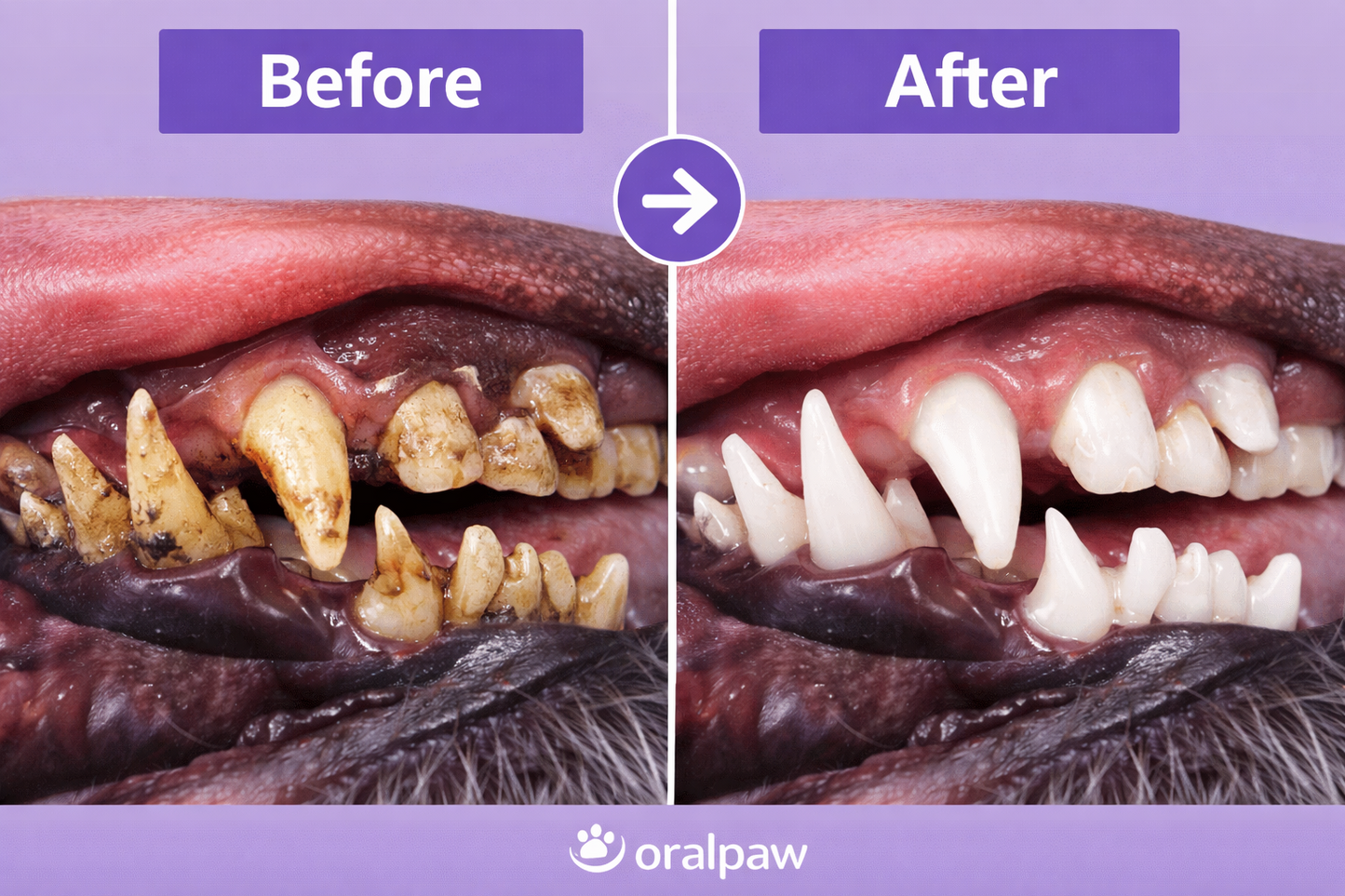 OralPaw™ Pet Oral Repair Gel - Dog Cat Oral Hygiene|Removal of Tooth Stains