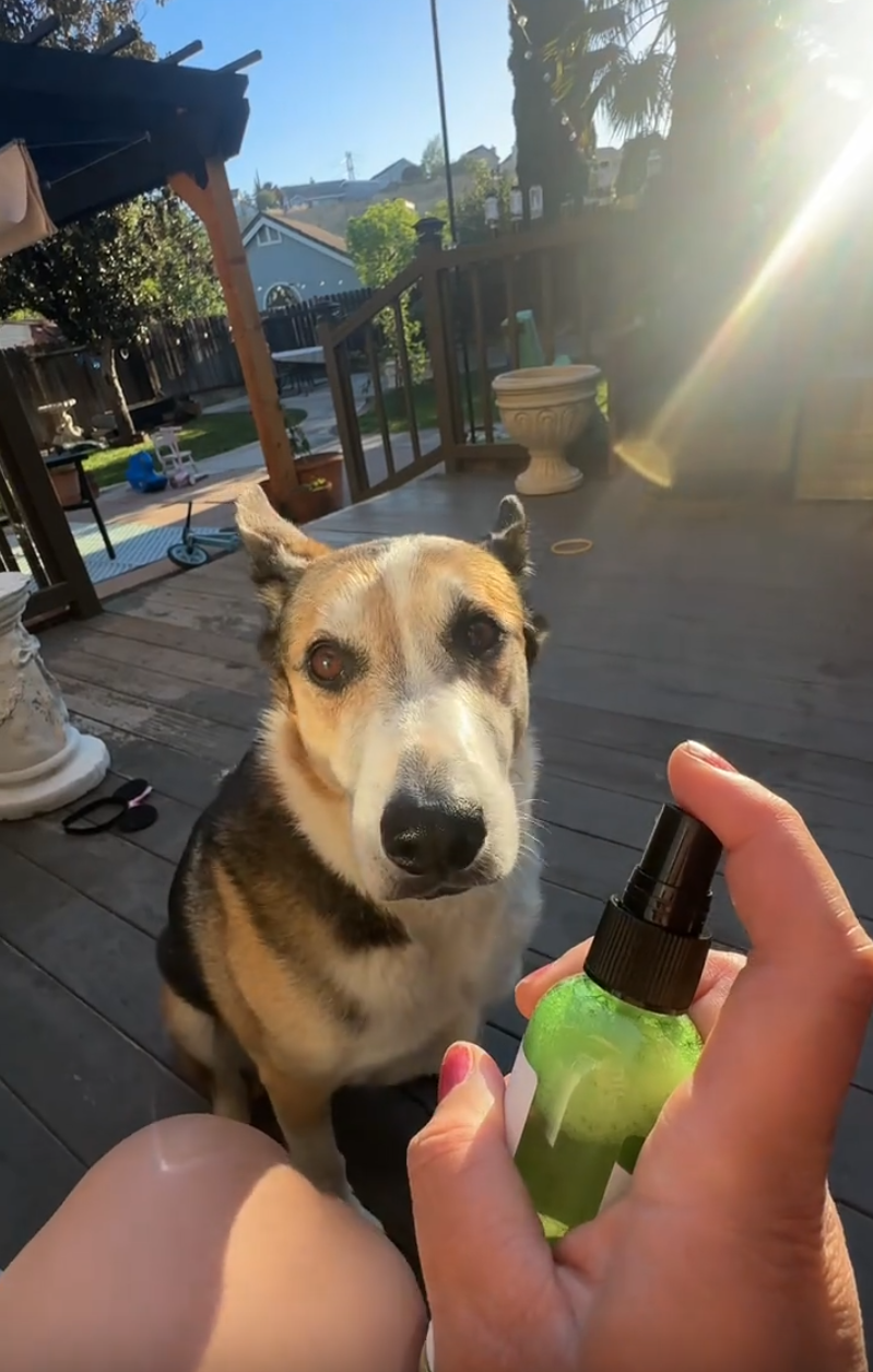 Dog owner using flea and tick spray