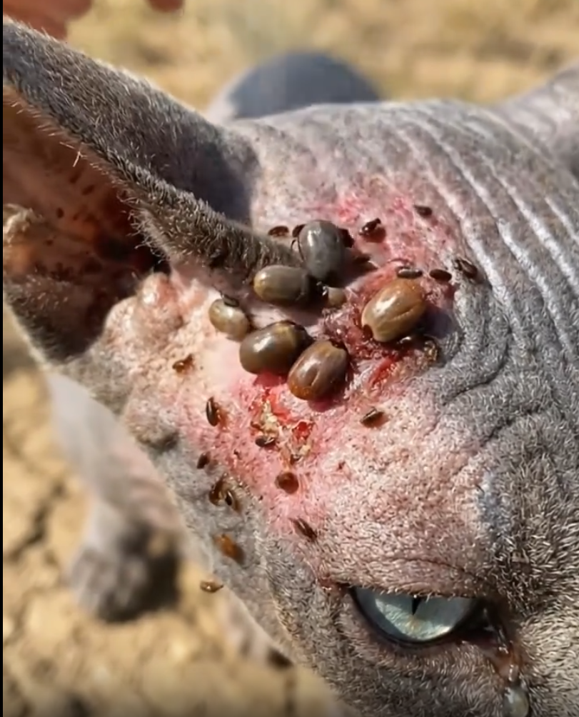Pet tick treatment feedback